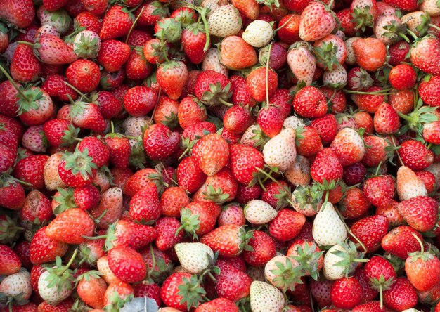 Frutta fresca fragola bacca rossa per lo sfondo