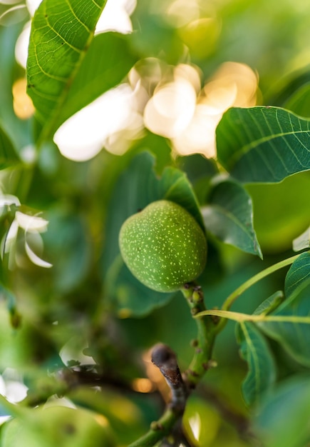 Frutta fresca organica del giardino all'aperto con le foglie Pianta botanica sana naturale