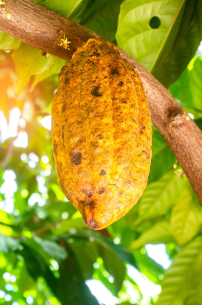 Frutta gialla matura del cacao sull'albero