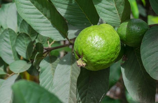 Frutta guava matura fresca da vicino sull'albero con foglie in giardino