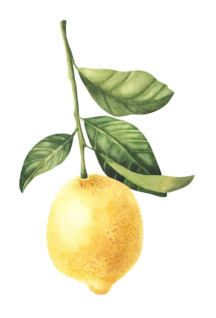 Frutta limone acquerello con foglie disegnate a mano illustrazione botanico isolato dipinto