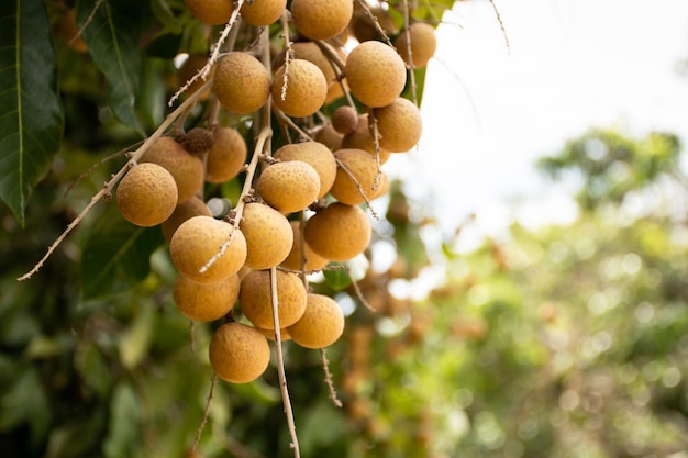 Frutta longan fresca appesa al ramo con foglie verdi pronte per la raccolta nell'azienda agricola longan.