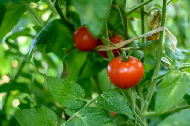 Frutta matura del pomodoro che appende su un ramo verde