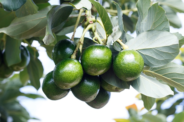 Frutta matura dell&#39;avocado che appende sul ramo