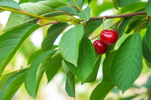 Frutta matura delle ciliege sull'albero in frutteto ad estate.