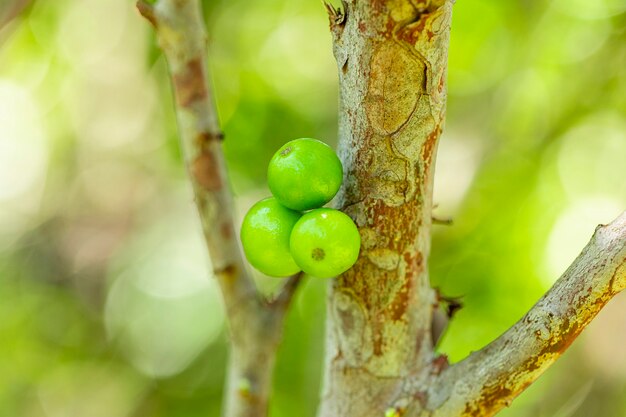 Frutta matura e verde di jabuticaba sull'albero.