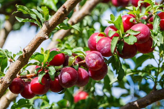 Frutta matura prugna rossa sull&#39;albero