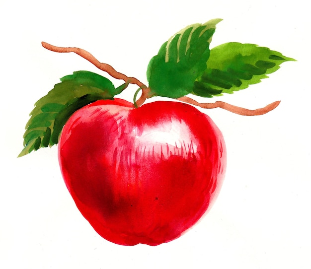 Frutta mela rossa. Disegno a china e acquerello