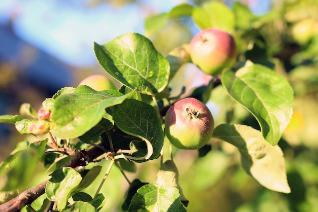 Frutta mela sull'albero