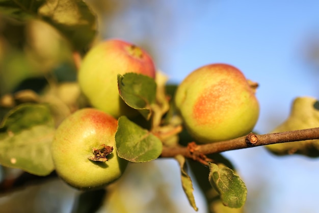 Frutta mela sull'albero