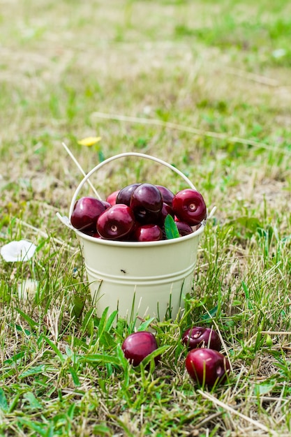 frutta nel carrello