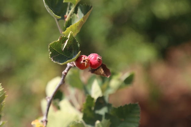 frutta organica del biancospino del primo piano nel giardino