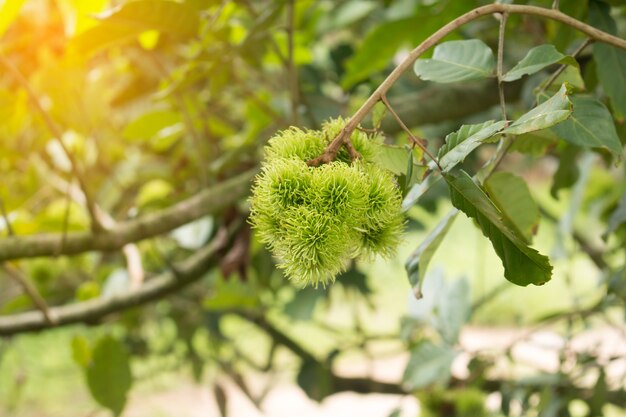 Frutta Rambutan sulla pianta