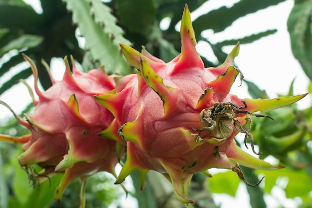 Frutta rossa del drago sulla pianta.