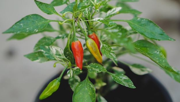 frutta rossa piccante o peperoncino rosso nel giardino dell'Asia verdura sul giardinaggio