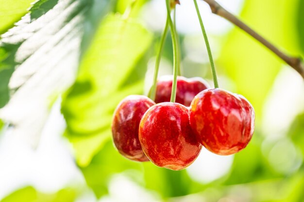 Frutta su twing in giardino Ciliegie su albero