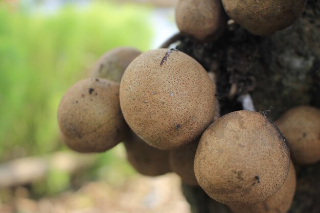 Frutta tropicale dall'Indonesia, si chiama Kepel