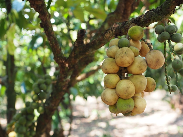 Frutta tropicale di Wollongong in Tailandia