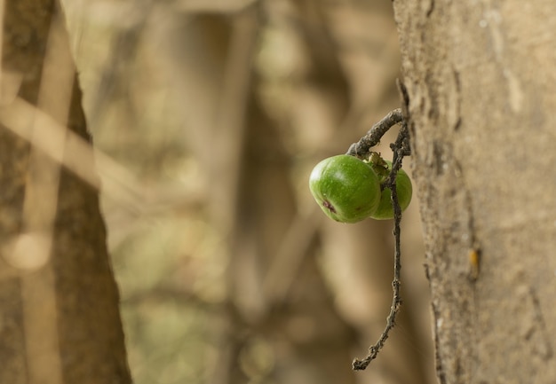 Frutta verde del fico comune sulla pianta