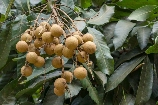 Frutteti di Longan - giovane longan di frutti tropicali in Tailandia