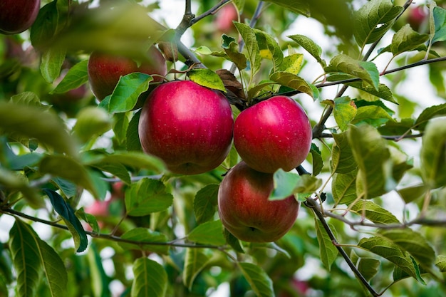 Frutteto biologico fresco pieno di mele rosse mature prima della raccolta