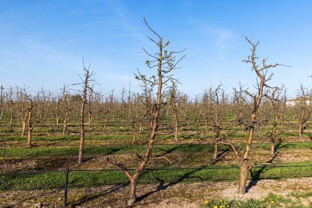 Frutteto con alberi di mele per la raccolta delle mele