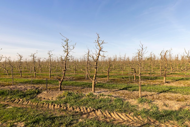 Frutteto con alberi di mele per la raccolta delle mele