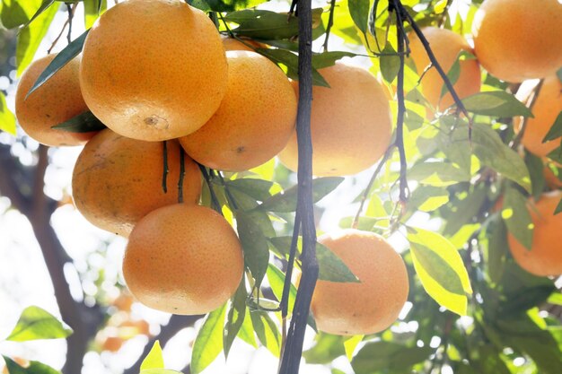 Frutteto di aranci alla luce del sole, agrumi gialli arancioni invasi