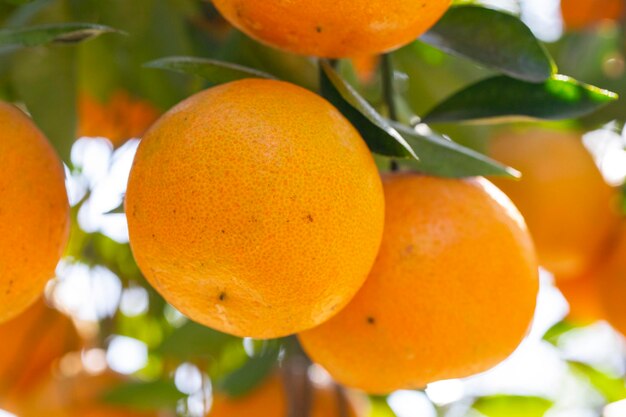 Frutteto di aranci alla luce del sole, agrumi gialli arancioni invasi