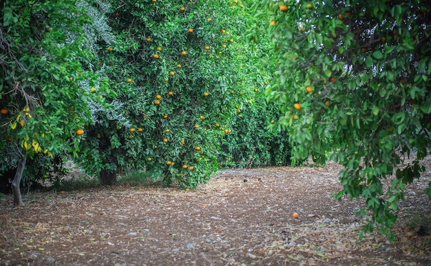 Frutteto di mandarini con frutti maturi che crescono sugli alberi durante l'autunno