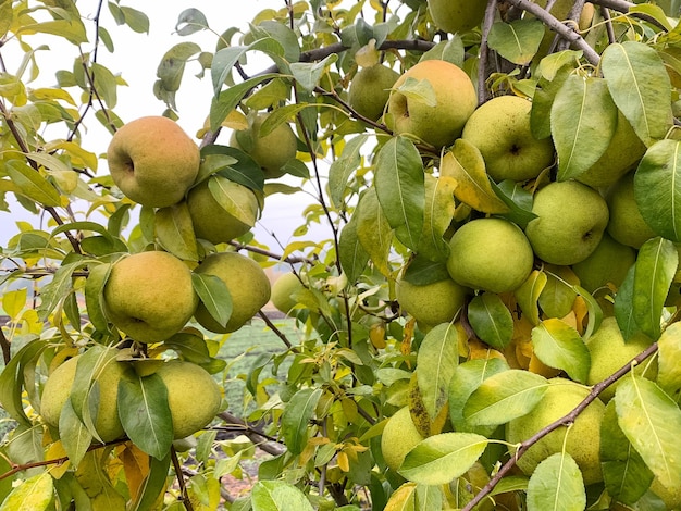 Frutteto di pere in autunno pere mature in giardino pronte per il raccolto