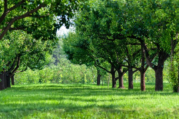 Frutteto verde con peri che crescono in filari