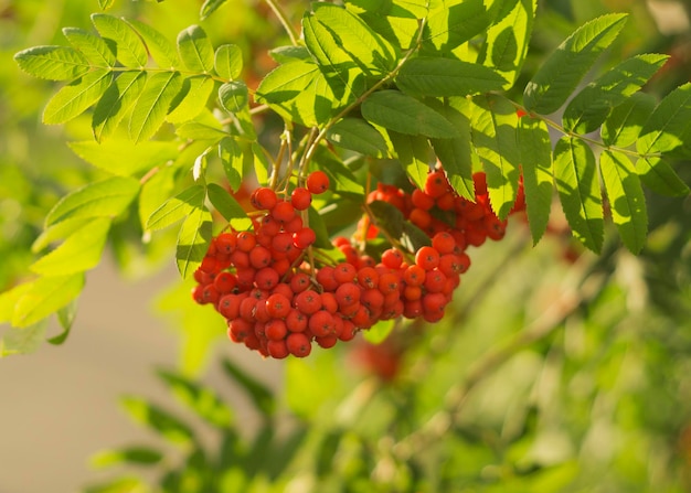 Frutti arancioni di Sorbus aucuparia