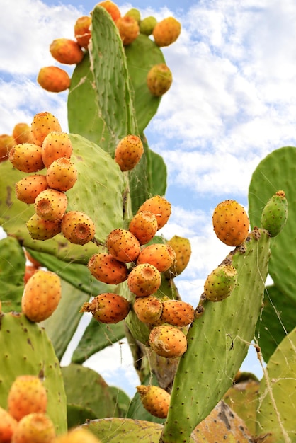 Frutti arancioni maturi di un cactus dolce su una foglia spinosa sullo sfondo di lussureggianti rami spinosi