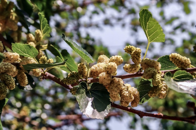 Frutti bianchi maturi di un gelso in natura su un ramo