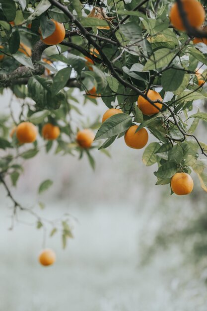 Frutti d'arancia che crescono sull'albero