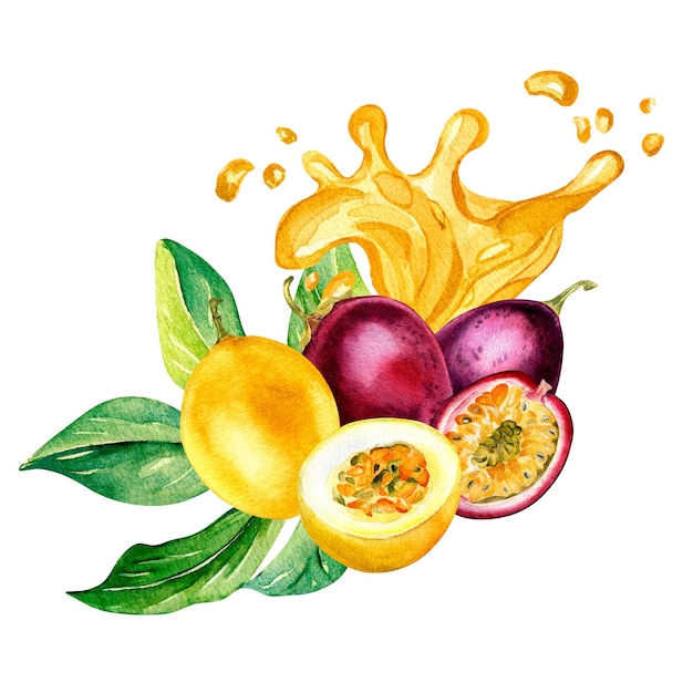 Frutti della passione e fiori sull'illustrazione dell'acquerello della spruzzata del succo isolata su bianco