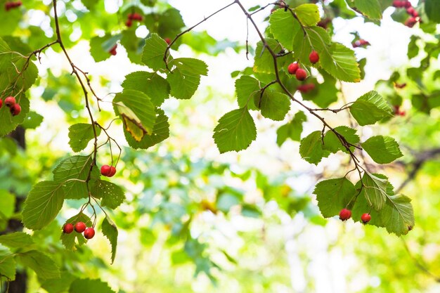 Frutti di biancospino maturi sull'albero nella foresta di autunno