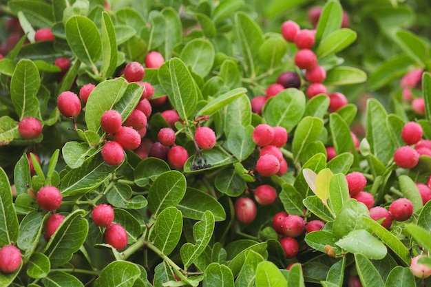 frutti di bosco freschi sul ramo