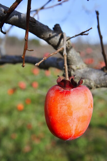 frutti di cachi su agricoltura di campo di alberi