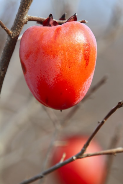 frutti di cachi sull&#39;albero di autunno vibrante colore arancione