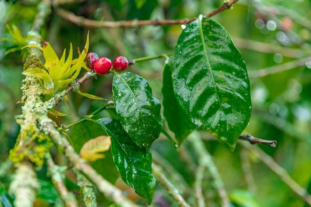 Frutti di caffè maturi su un ramo nella foresta pluviale sotto la pioggia