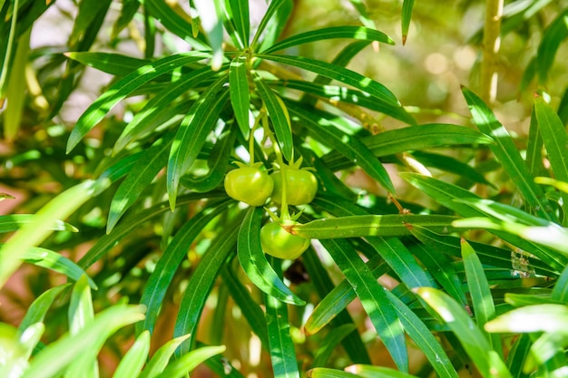 Frutti di Cascabela thevetia Oleandro giallo Noce fortunata il giorno d'estate