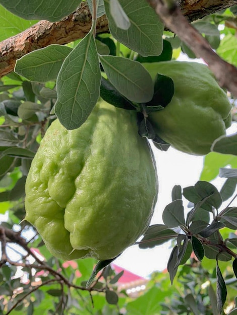 Frutti di chayote frutti verdi maturi dell'albero