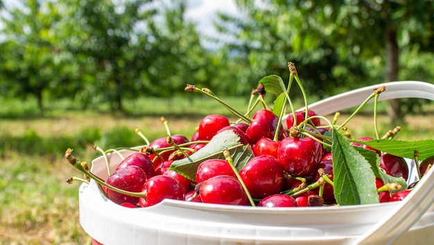 Frutti di ciliegio in un frutteto. Frutti in crescita. Foto di concetto di agricoltura e raccolto