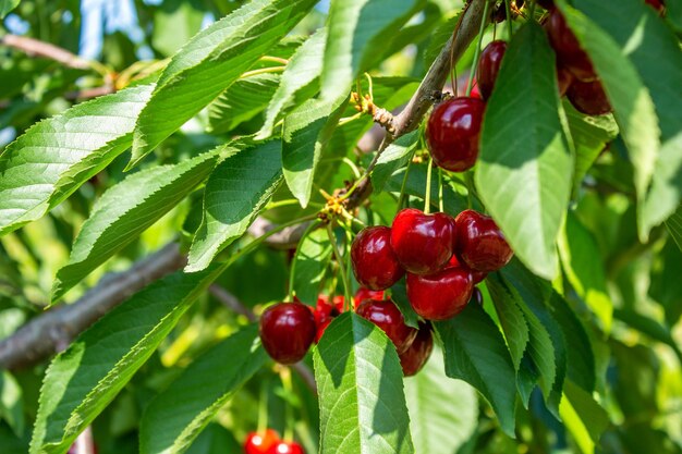 Frutti di ciliegio sui rami degli alberi. Primo piano di gustose ciliegie mature. Agricoltura e raccolto