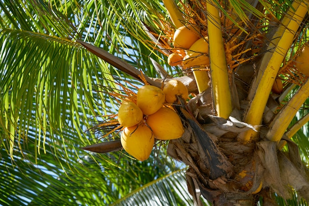 Frutti di cocco in palma della Riviera Maya