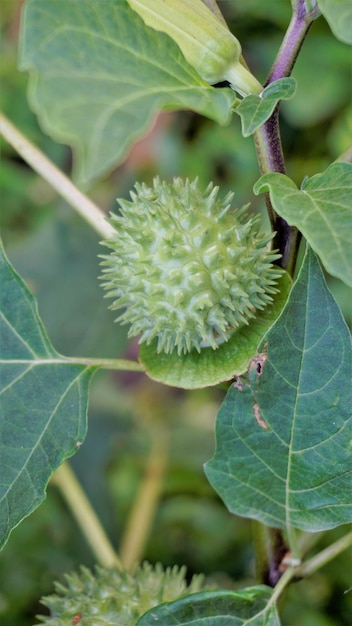 Frutti di Datura innoxia noti come mela spinosa ricurva pricklyburr ecc