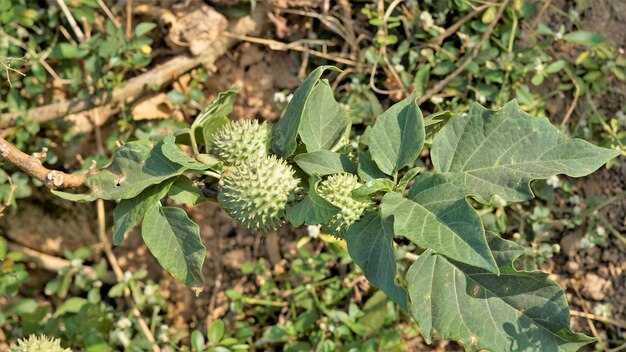 Frutti di Datura stramonium noto anche come fiore di luna o mela spinosa Chiamato in India come dhatura