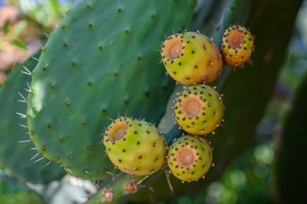 Frutti di fico d'India sul primo piano delle foglie. Vista orizzontale